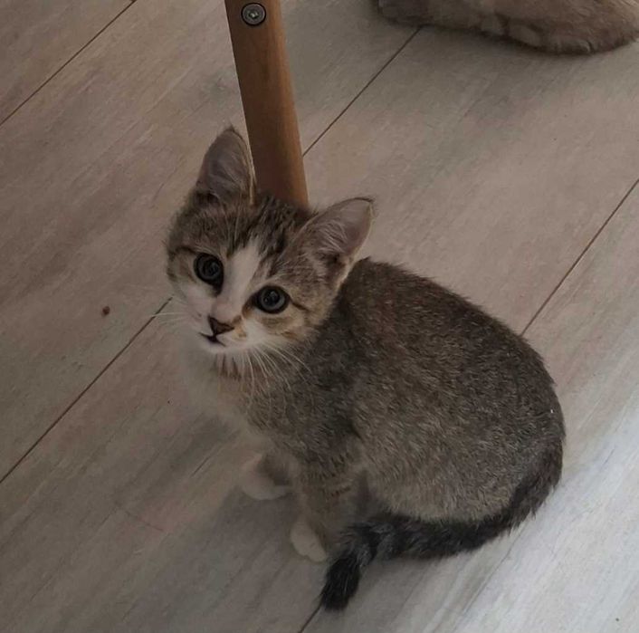 Отдам в добры руки котенка