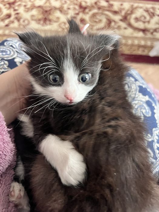 Дарю котят приученные к лотку