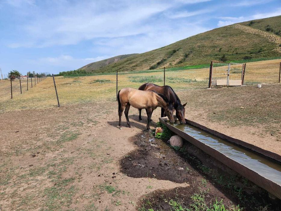 Продам тайчика Башкира на племя