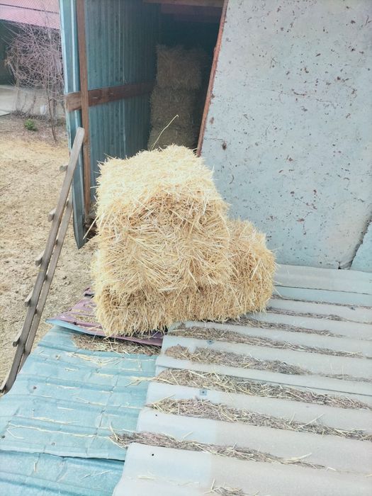 Жоңышқа Шөп Сабан Прес