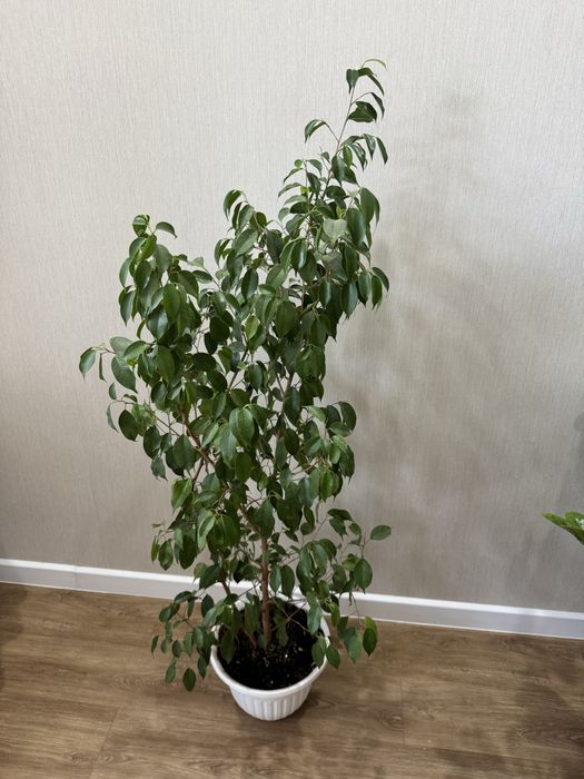 Продам комнатные цветы