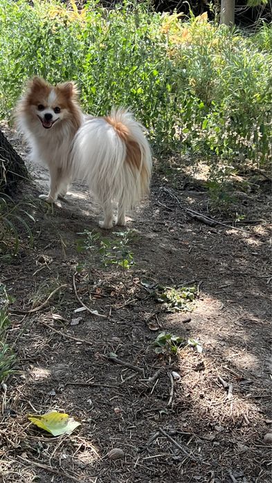 Передержка/гостиница для собак