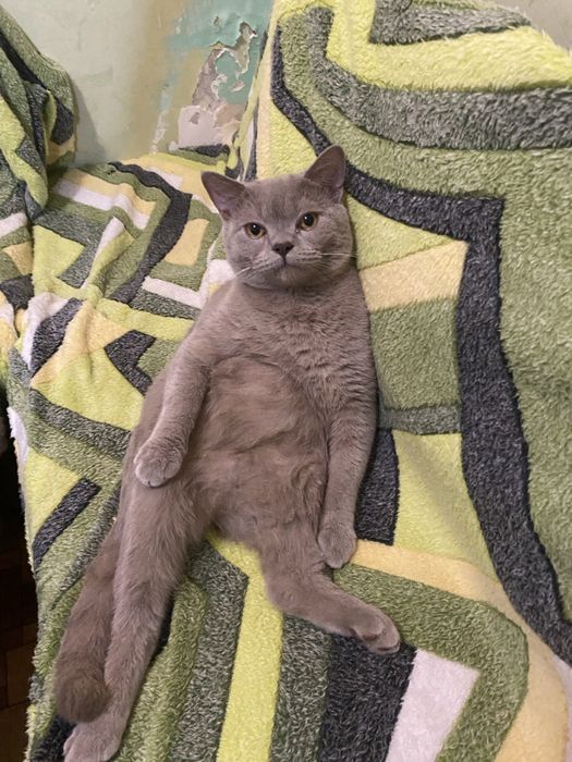 Скотиш-страйт(лиловый цвет)со всеми документами для случки