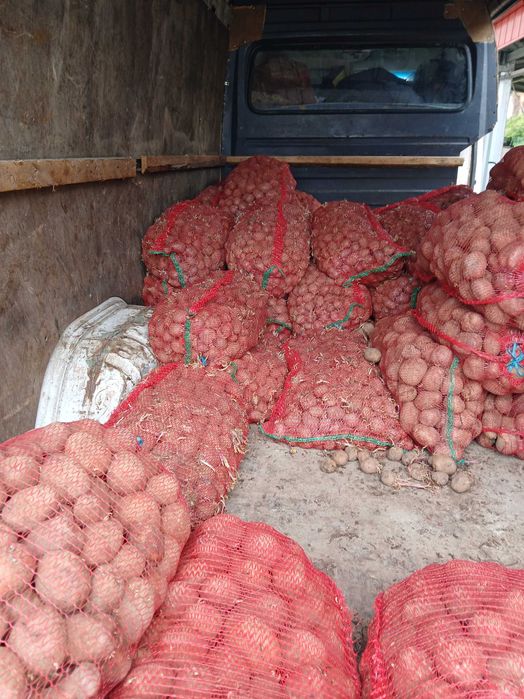 Cartofi samanta, pentru porci ! , cartofi mancare 2.5 kg !