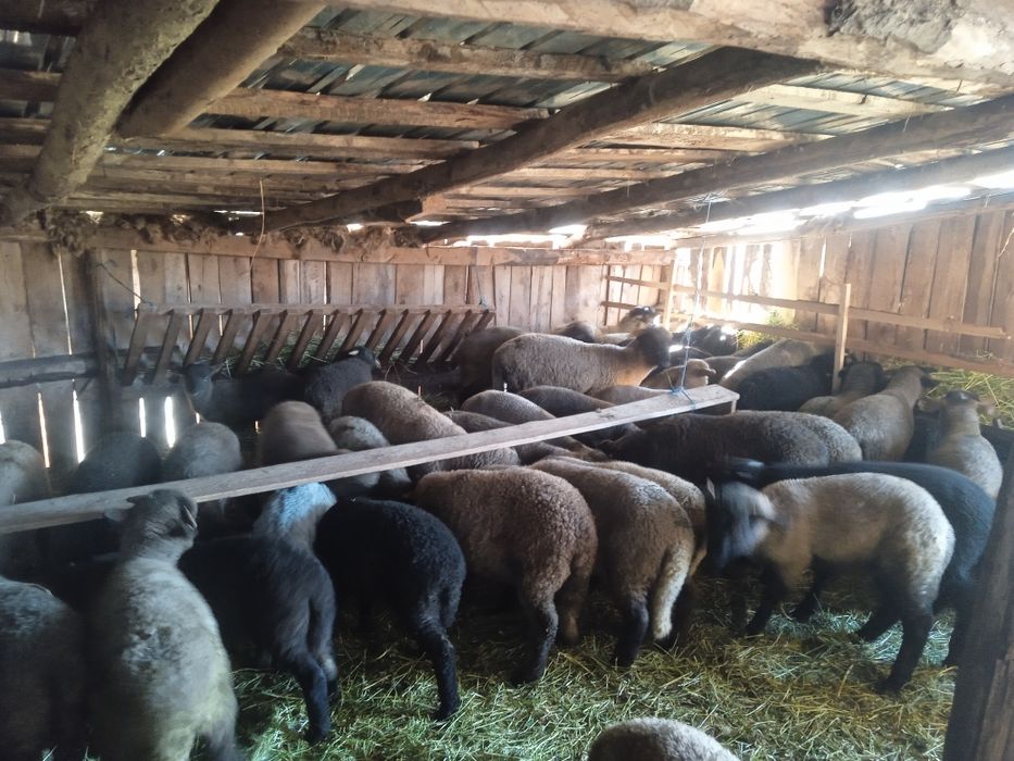 Miei de vânzare  ..