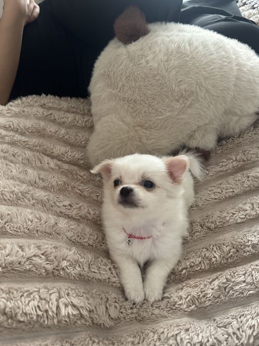 Чихуахуа срочном