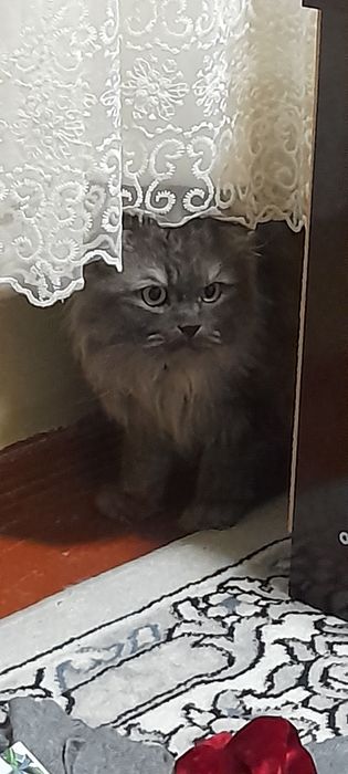 Mushuk sotiladi aqilli