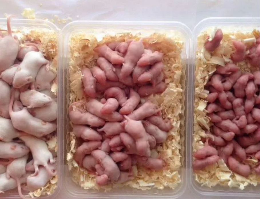 Голыши кормовых мышей