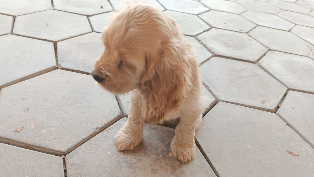 Щенок Английский кокер-спаниель