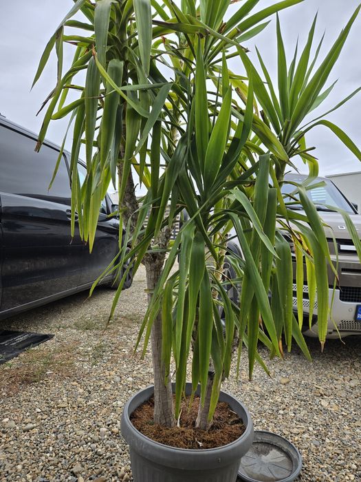 Flori Yucca        .