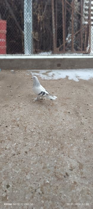 Продам турецкую Таклу