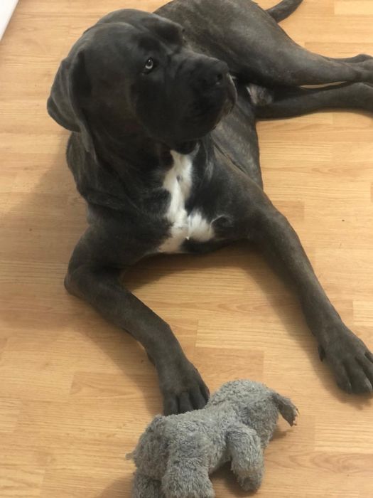 Dau spre adoptie Cane Corso