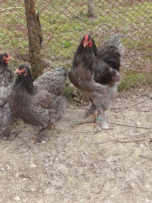Păsări și  pui brahma