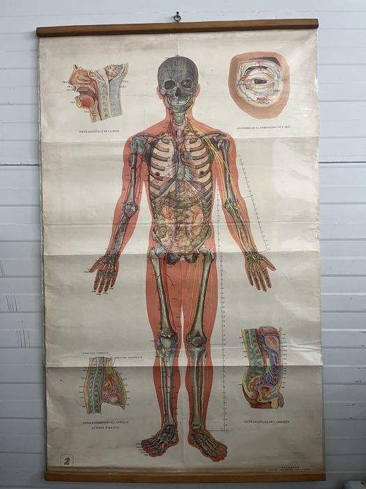 Planse Anatomie Acupunctura 12 bucati