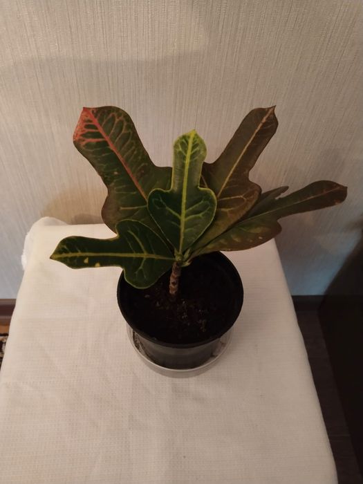 Продам Кодиум молодой