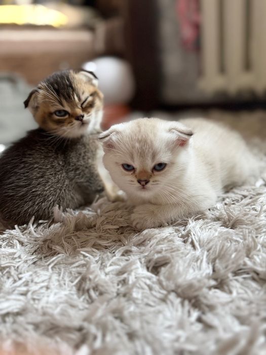 Котенок вислоухий