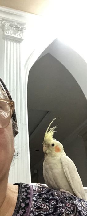 Продам попугая мальчика