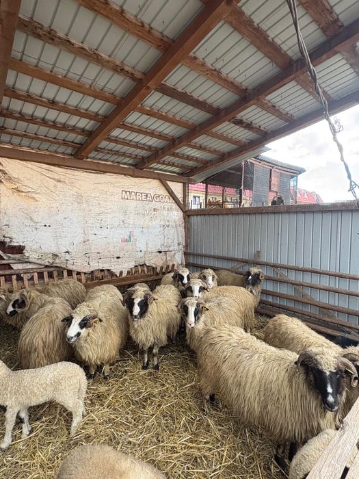 Vand 9 oii si 4 miei