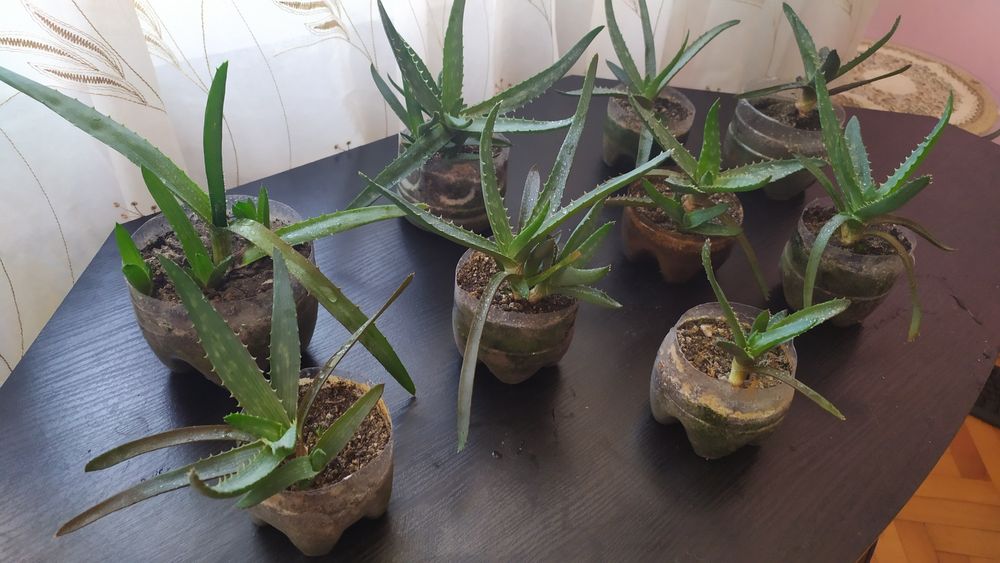 Отростки алоэ вера