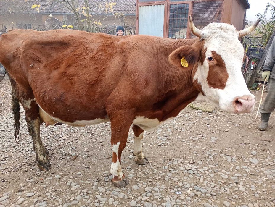 Vând vaca, rasa Bălțata Românească