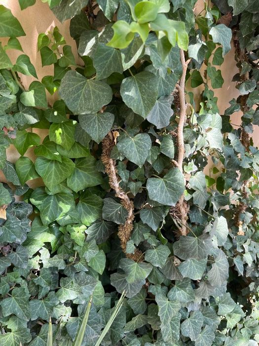 Pechak Gul devor uchun