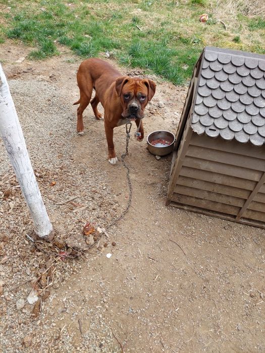 Donez câine rasa boxer