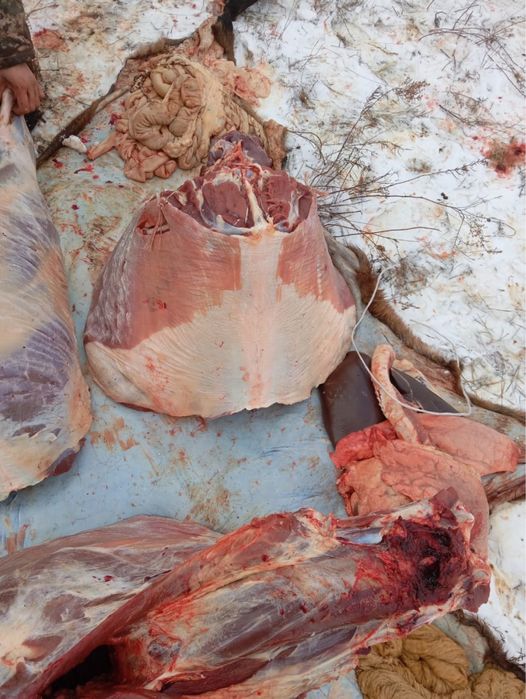 Продам мясо конины