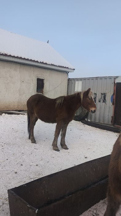 Кобыла с откорма