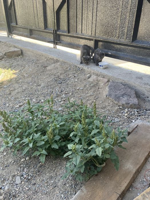 Отдам в добрые руки кошку и кота можно по отдельности