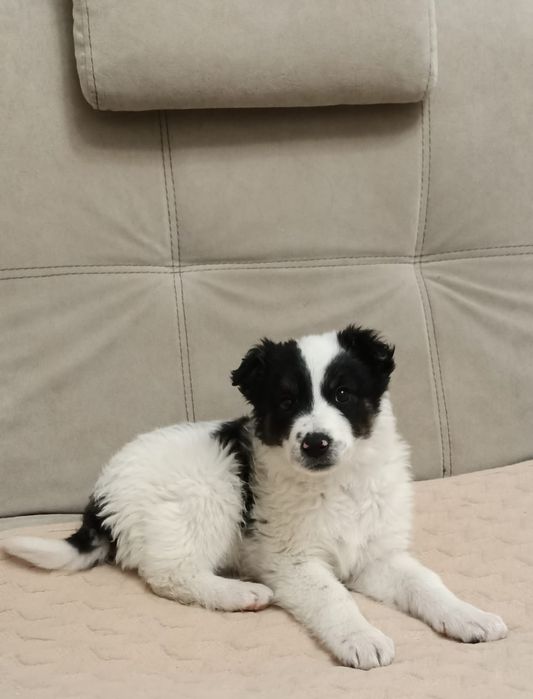 Щенки в поисках дома