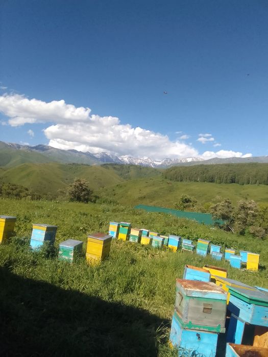 Продам ульи для пчёл