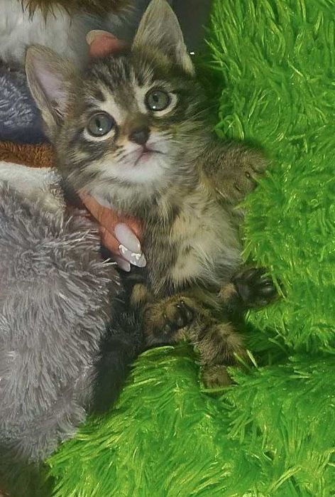 Котята ищут семьи!