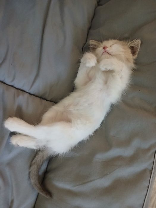 Отдам котёнка-мальчик
