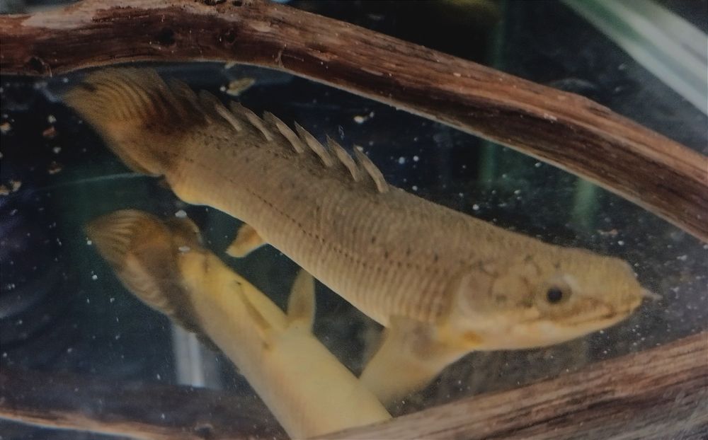 Полиптерусы сенегальские