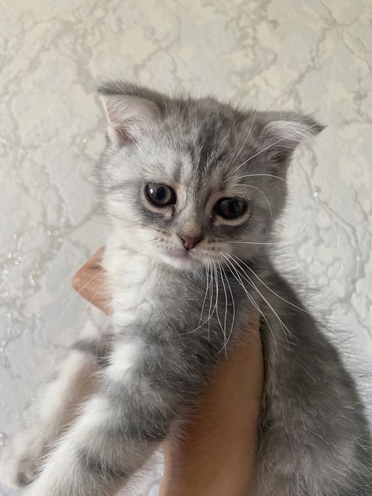 Zottor Mushukchalar sotiladi