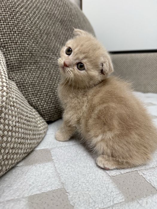 Шотландские котята