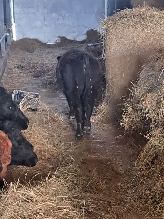 Vitei ,angus, Vițele ,de carne