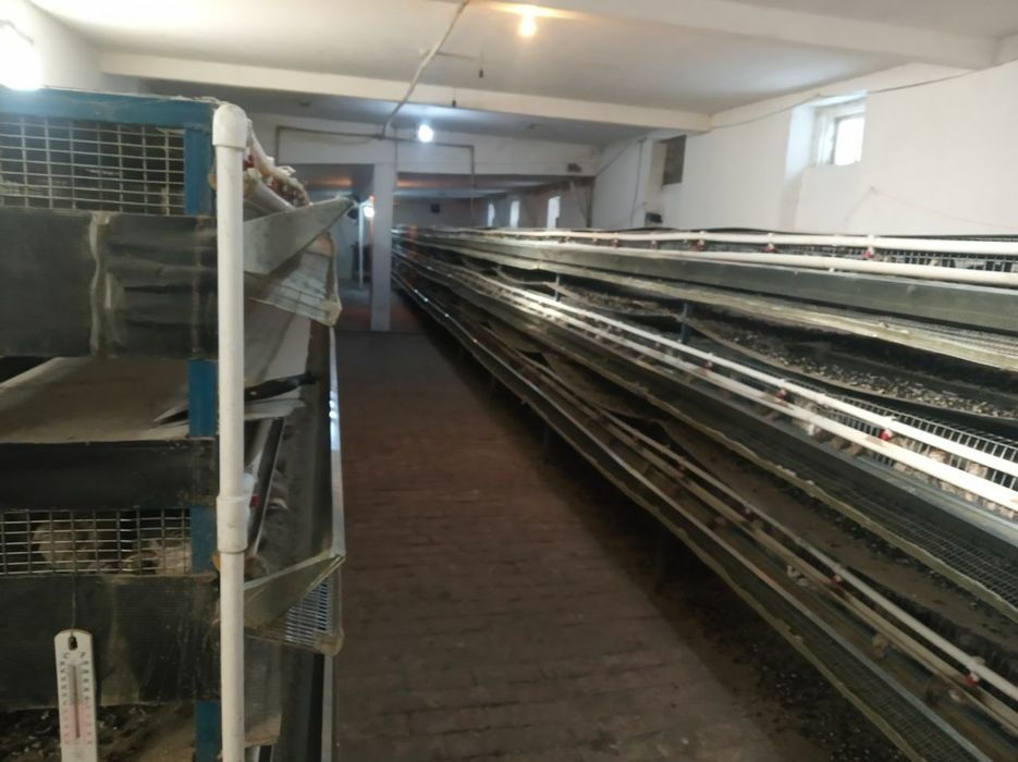 Bedana tuxum va bedana doni