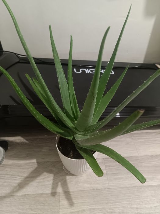 Продается 3 алое