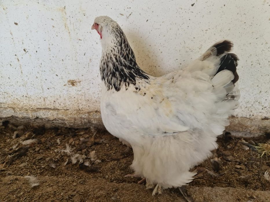 Инкубационные яйца полубрама