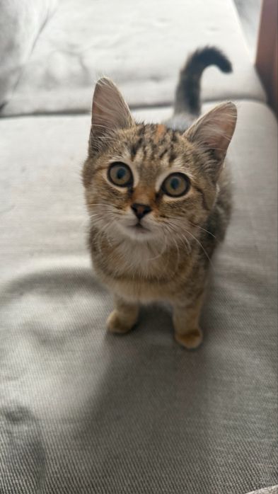 Котенок ищет дом