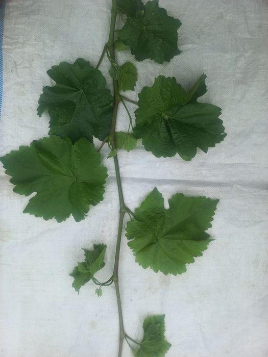 Виноградный лист
