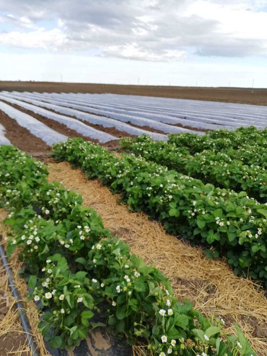 stoloni capsuni Albion remontant si soiuri anuale Asia,Alba