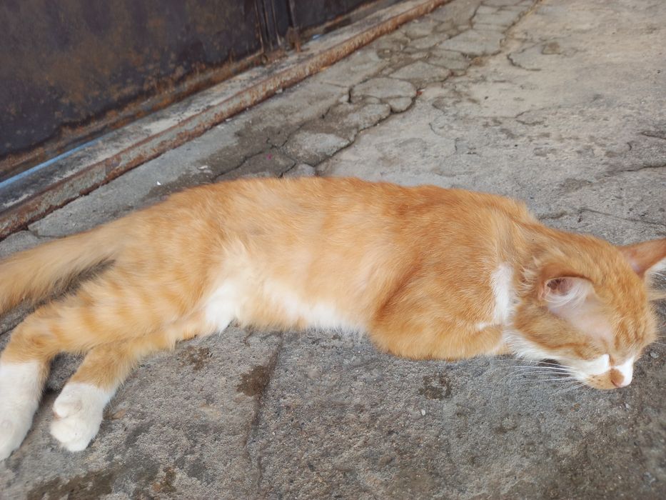 Kimga zottor mushuk kerak busa aloqaga chiqamiz