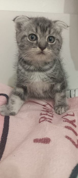 Котята от Шотландской кошки