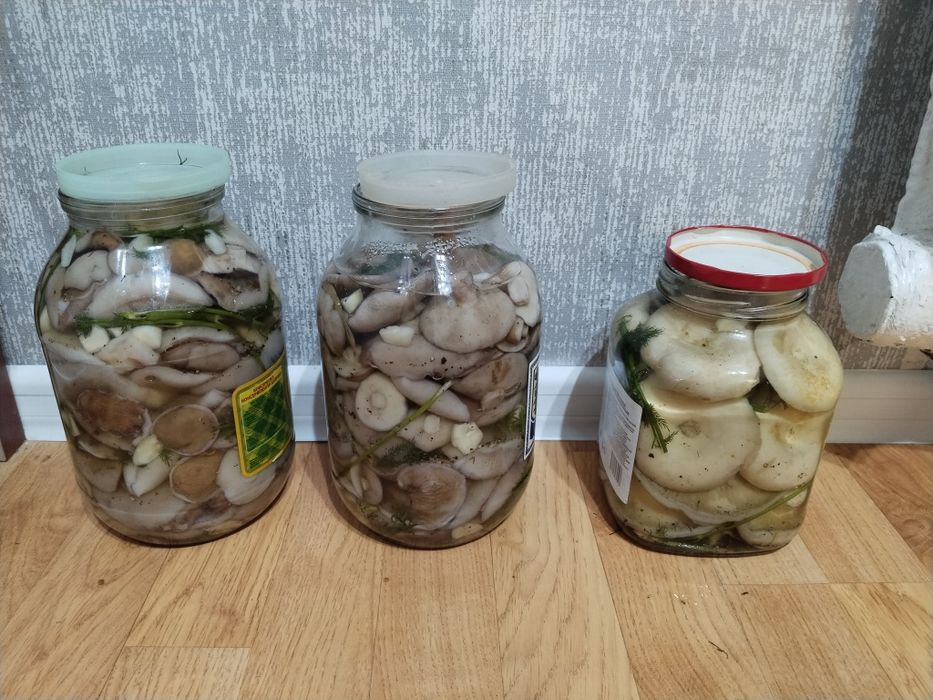 Маслята и Грузди