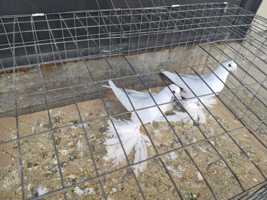 Голуби С/К Персы