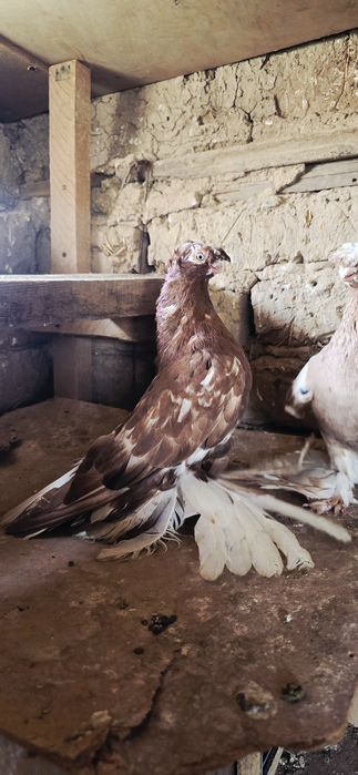 Самец двухчубый Чин