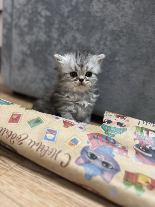 Продается котенок