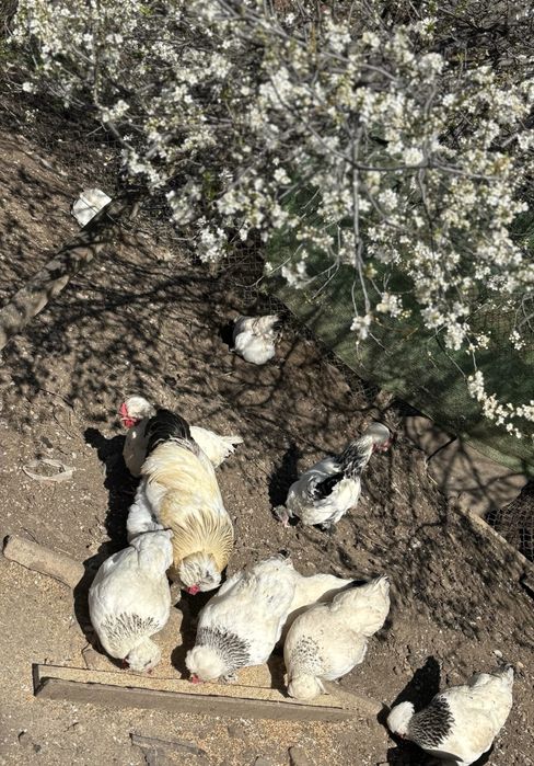 Разплодни яйца ит Струмски кокошки